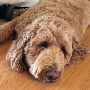 Meet your Posher, Justin